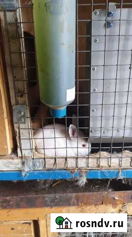 Кролик Казань - изображение 1