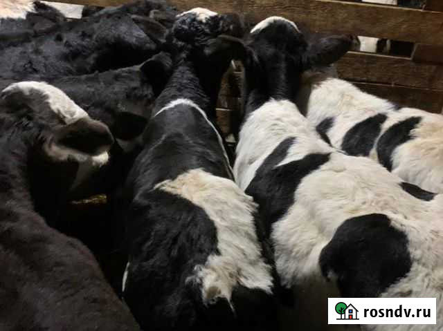 Бычки Калининск - изображение 1