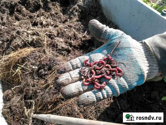 Калифорнийские черви Комсомольск-на-Амуре - изображение 1