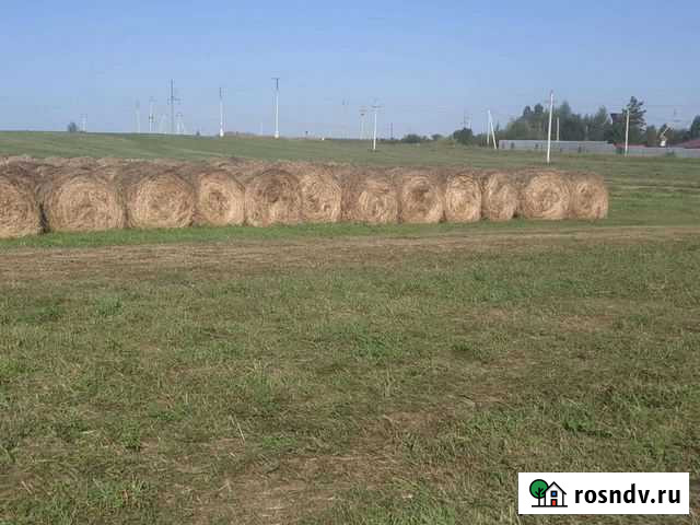 Сено в рулонах Криводановка - изображение 1
