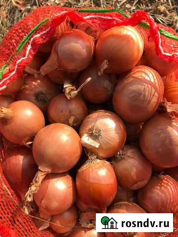 Лук оптом сорт Медуза Ахтубинск - изображение 1