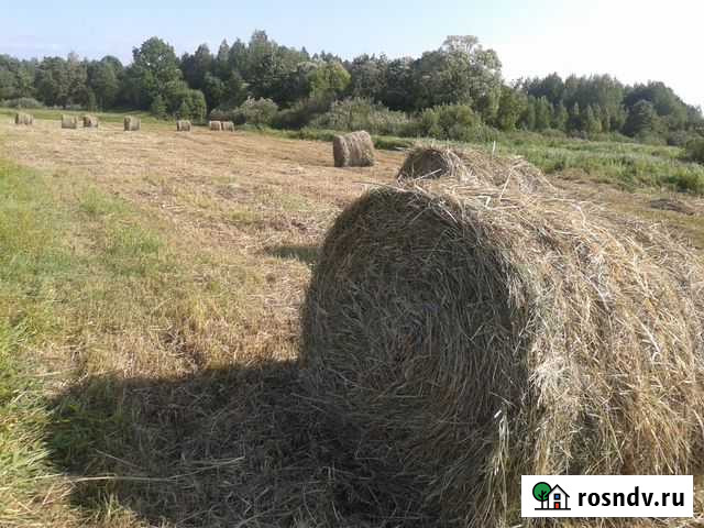 Сено 2021 Сураж - изображение 1
