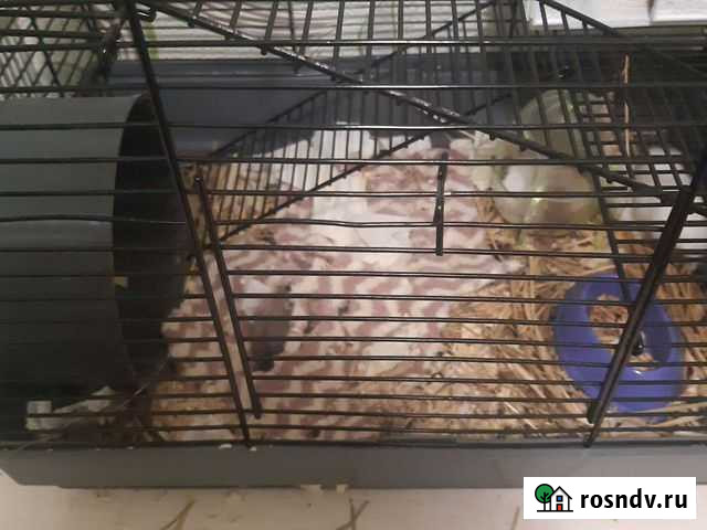 Маленькие джунгарики бесплатно Березники - изображение 1