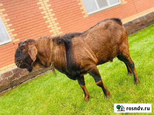 Козел Алексеевка - изображение 1