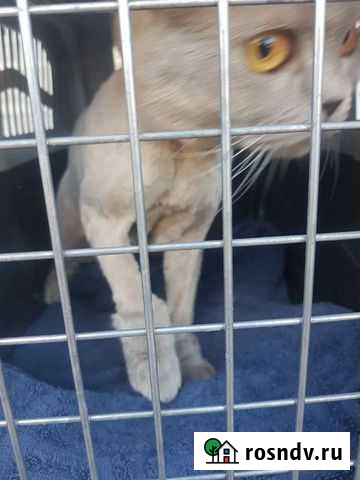 Стрижка кошек на дому Уфа - изображение 1