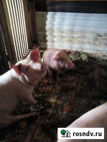 Поросята Подпорожье - изображение 1