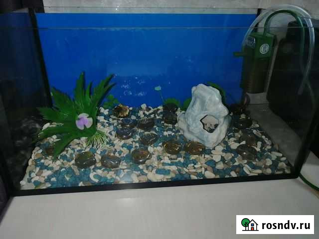 Аквариум и украшения Пермь - изображение 1