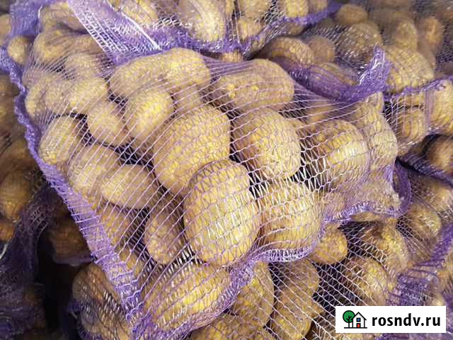 Картофель оптом сорт Гала Погар - изображение 1