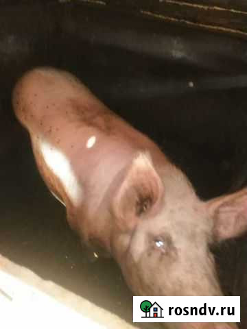 Продам свиномамку Златоуст - изображение 1