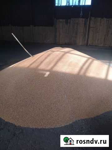 Зерно пшеница Камень-на-Оби - изображение 1