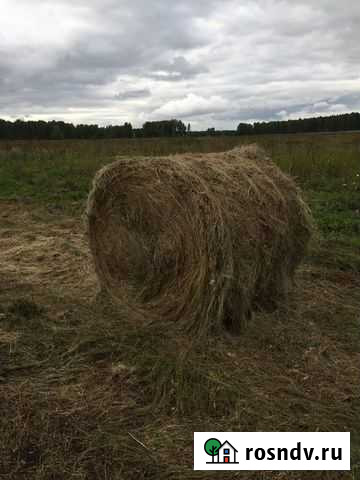Сено в рулонах свежее Тимирязевский - изображение 1