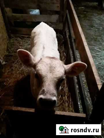 Тёлка Костромской породы Приволжск - изображение 1