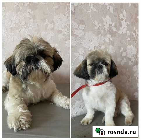 Стрижка собак. Грумер.Груминг Кострома - изображение 1