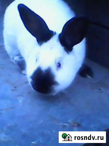 Кролики Сальск - изображение 1