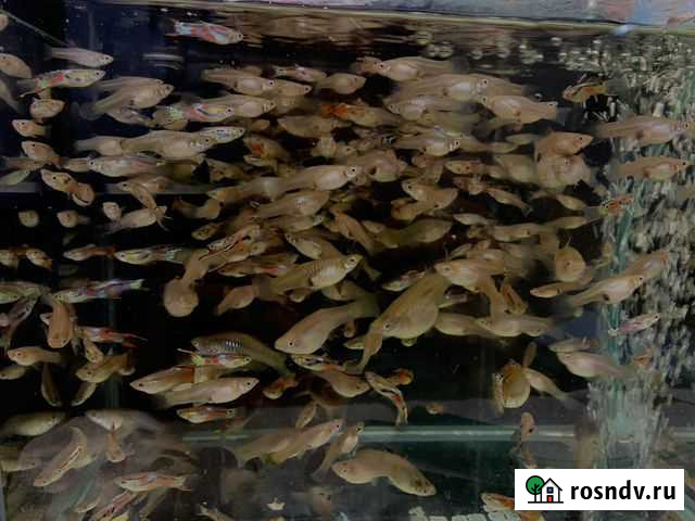 Гуппи Эндлера Мурманск - изображение 1