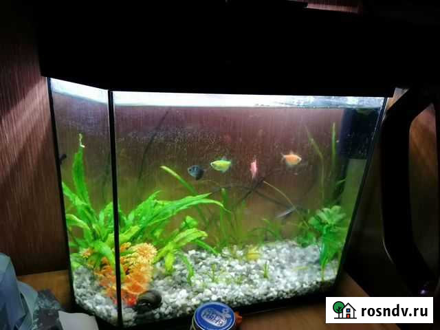 Аквариум с рыбками Старый Оскол - изображение 1