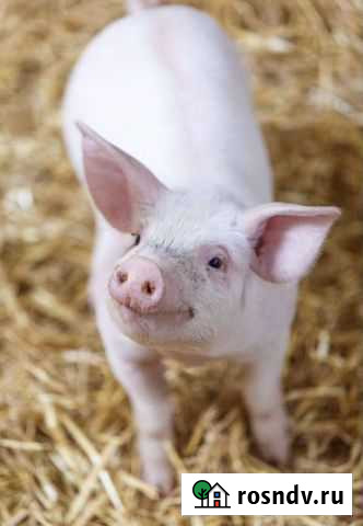 Поросенок ландрас Муслюмово - изображение 1