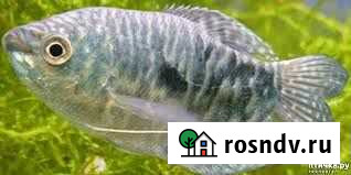 Аквариумные рыбки Сургут - изображение 1