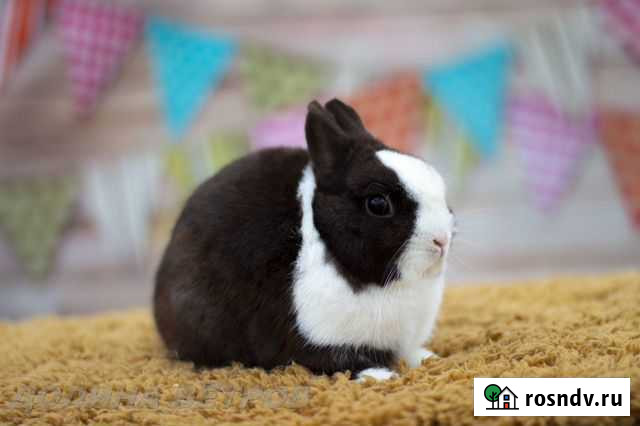 Кролик минор 950гр. носитель белого голубоглазого) Москва - изображение 1