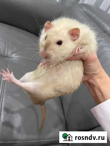 Крыса дамбо с клеткой Чебоксары - изображение 1