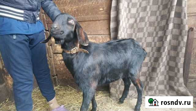 Англо нубийский козел Шелехов - изображение 1