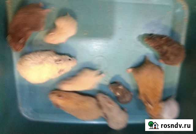 Хомячки на подарки сирийские, джунгарики Хабаровск - изображение 1