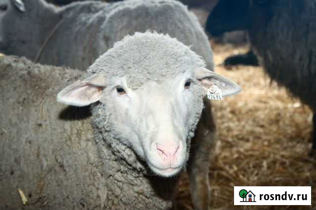 Овцы Азнакаево - изображение 1