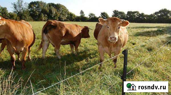 Элекро пастух иэ-1-2В от 2000м до 1000 га Уруссу - изображение 1