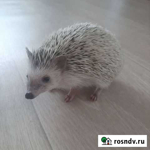 Африканский ежик Нижнекамск - изображение 1