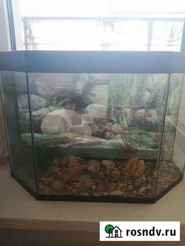 Аквариум Петра Дубрава - изображение 1