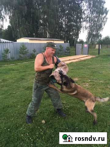 Специалист-кинолог Нижний Новгород - изображение 1