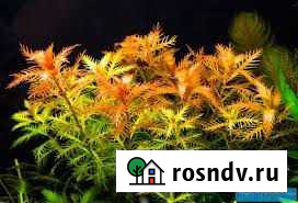 Прозорпинака палюстрис Ульяновск - изображение 1