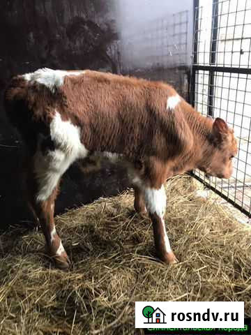 Телята, бычки от частной фермы Лебедянь - изображение 1