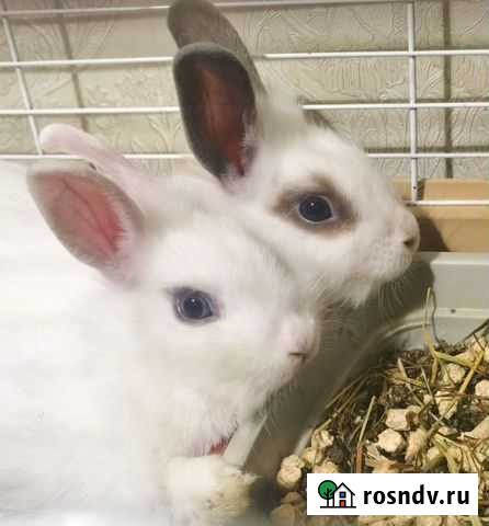 Декоративные карликовые кролики Самара - изображение 1