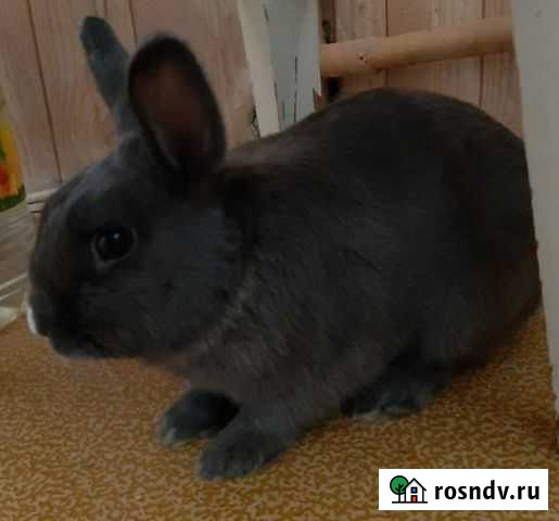 Ждет на вязку невесту карликовый крол Новороссийск - изображение 1