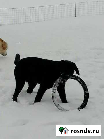 Лабрадор для вязки Агеево - изображение 1