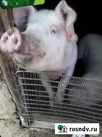 Хрячок рабочий Фершампенуаз - изображение 1