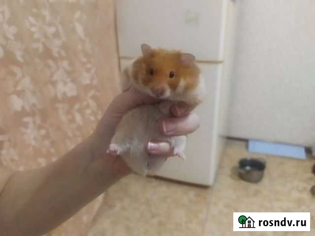 Сирийский хомяк с клеткой Краснодар - изображение 1