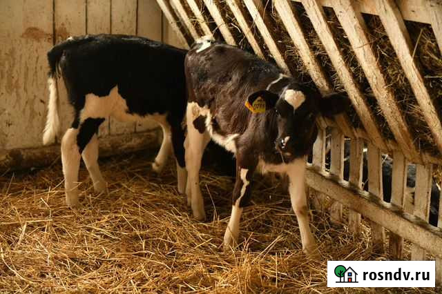 Телята бычки Ленинск - изображение 1