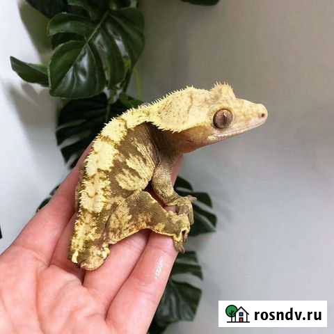 Реснитчатый бананоед Нижний Тагил - изображение 1