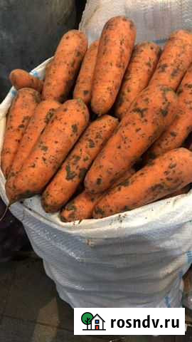 Морковь оптом сорт Абако Тимашевск - изображение 1