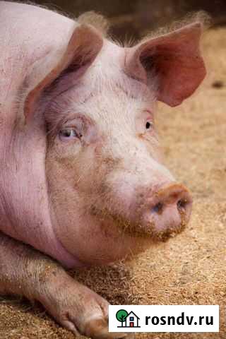 На мясо или живьем Сосновоборск - изображение 1