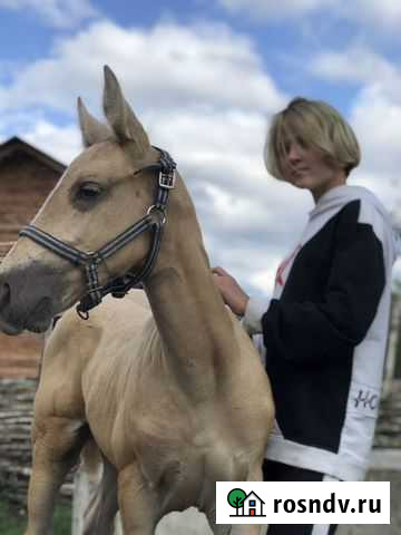 Кобылка 2021 Санкт-Петербург - изображение 1