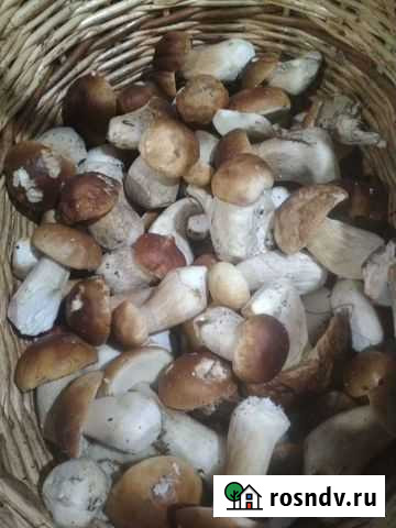Грибы Заволжье - изображение 1