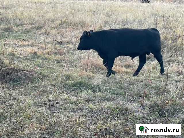 Абердин ангуссы Агидель - изображение 1