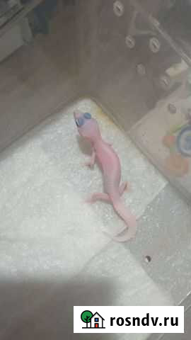 Малышня и подростки эублефаров Дружба - изображение 1