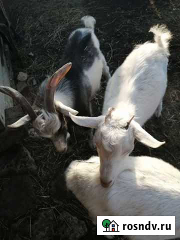 Козы Белебей - изображение 1