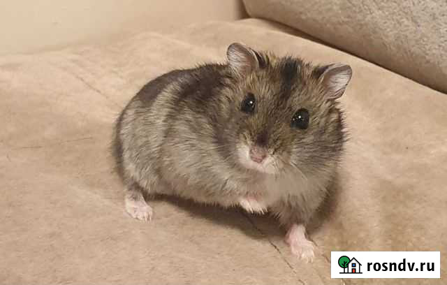 Джунгарский хомяк Екатеринбург - изображение 1