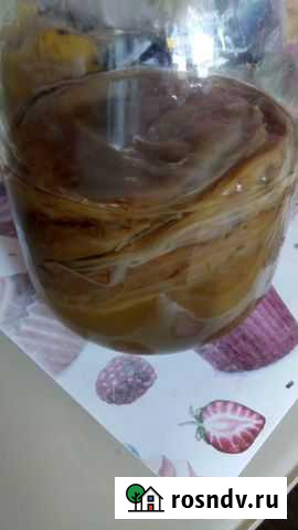 Чайный Гриб Нижний Новгород - изображение 1