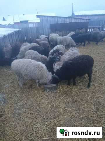Овцы бараны Тюкалинск - изображение 1